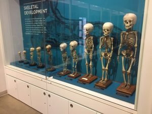 Museum Medis Paling Menarik di Dunia 2