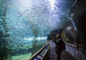 Hal untuk Dilihat di California Academy of Sciences